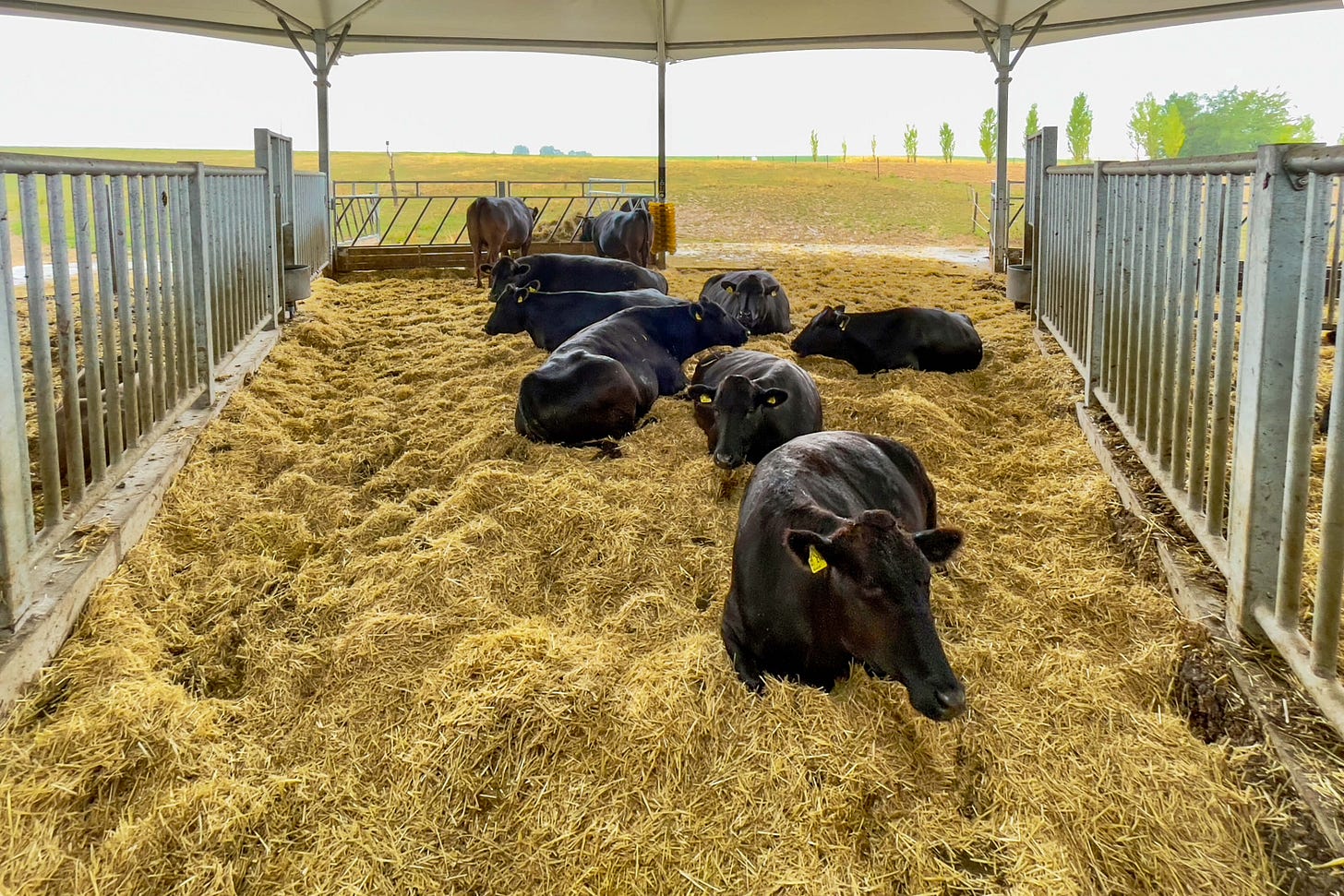 Mehrere schwarze Wagyu-Rinder liegen entspannt auf einer rund 60 Zentimeter dicken Strohmatratze in einem offenen Stall, der durch seitliche Gitter begrenzt ist. Mehrere schwarze Wagyu-Rinder liegen entspannt auf einer rund 60 Zentimeter dicken Strohmatratze in einem offenen Stall, der durch seitliche Gitter begrenzt ist.