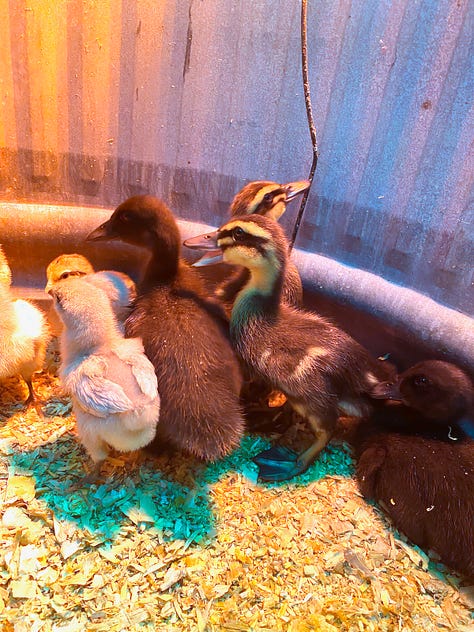 Chicks, ducks, and a duck coop being constructed.