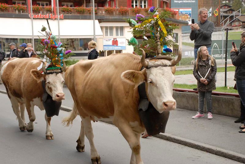 Cow parade in Wengen, Switzerland