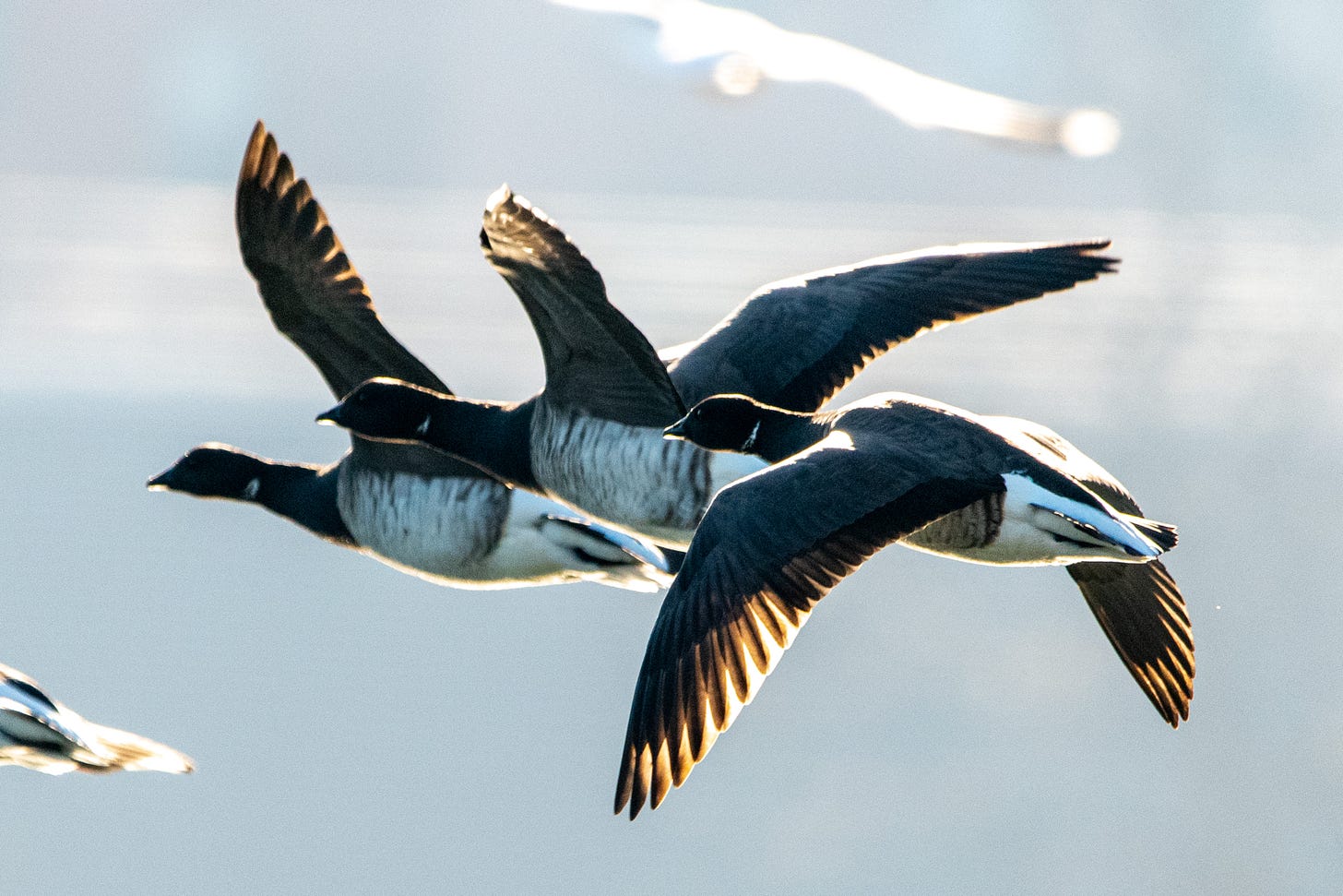 Three brants in flight, lit from behind