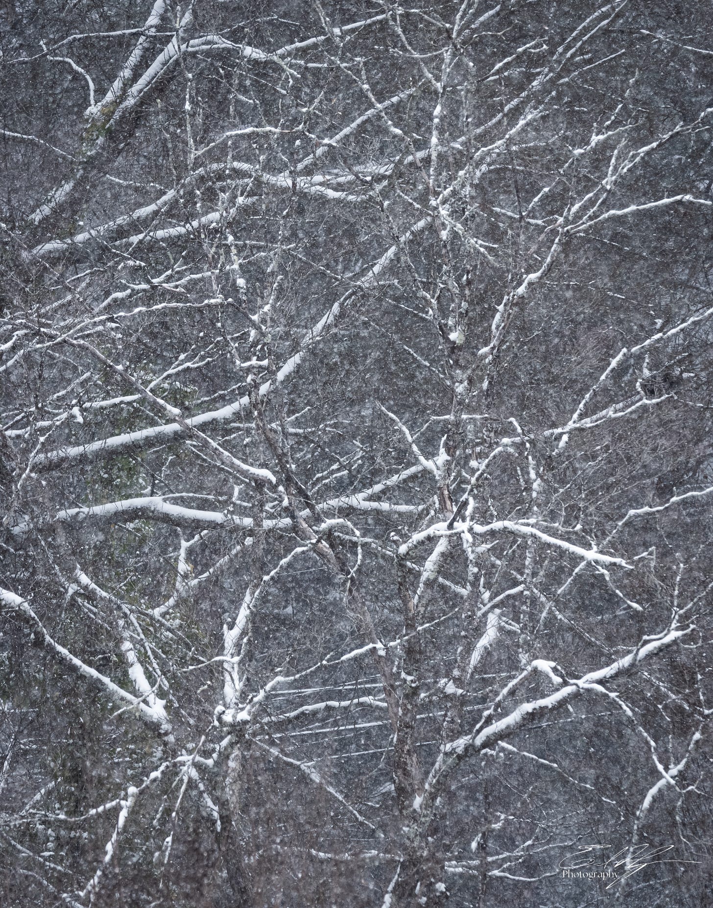 Snow covered tree branches in Athens, Ga