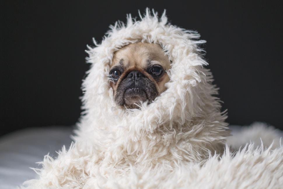 A pug puppy wrapped in a white fluffy blanket