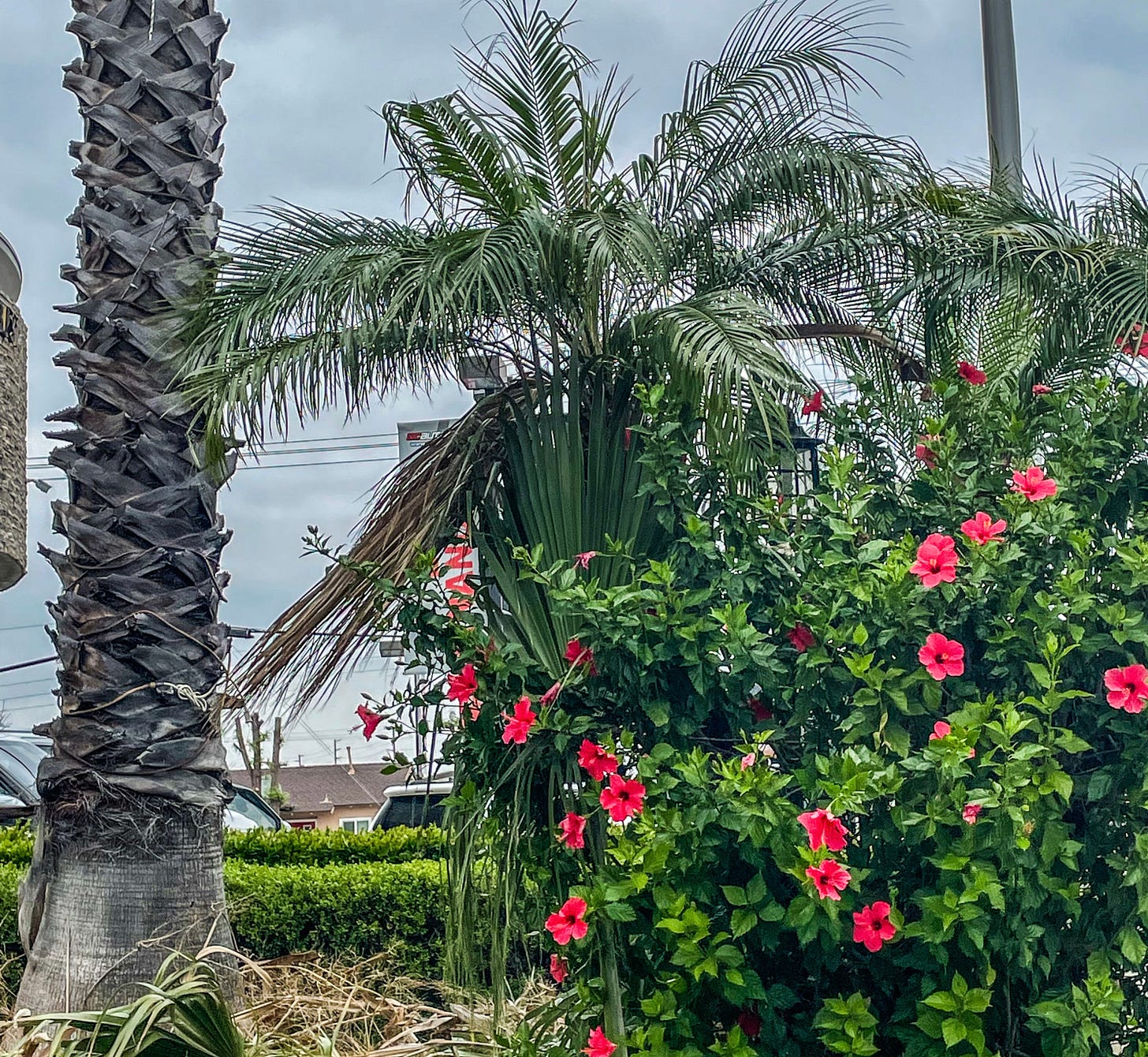 Picture shows a hibiscus bush next to a palm tree. Picture shows a hibiscus bush next to a palm tree.
