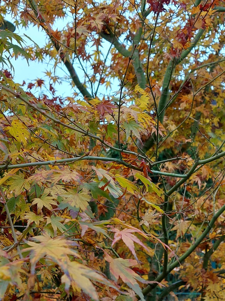 autum grey with brown, red, yellow coloured leaves