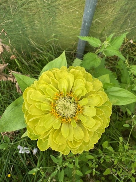 3 photos of zinnias in a variety of colours