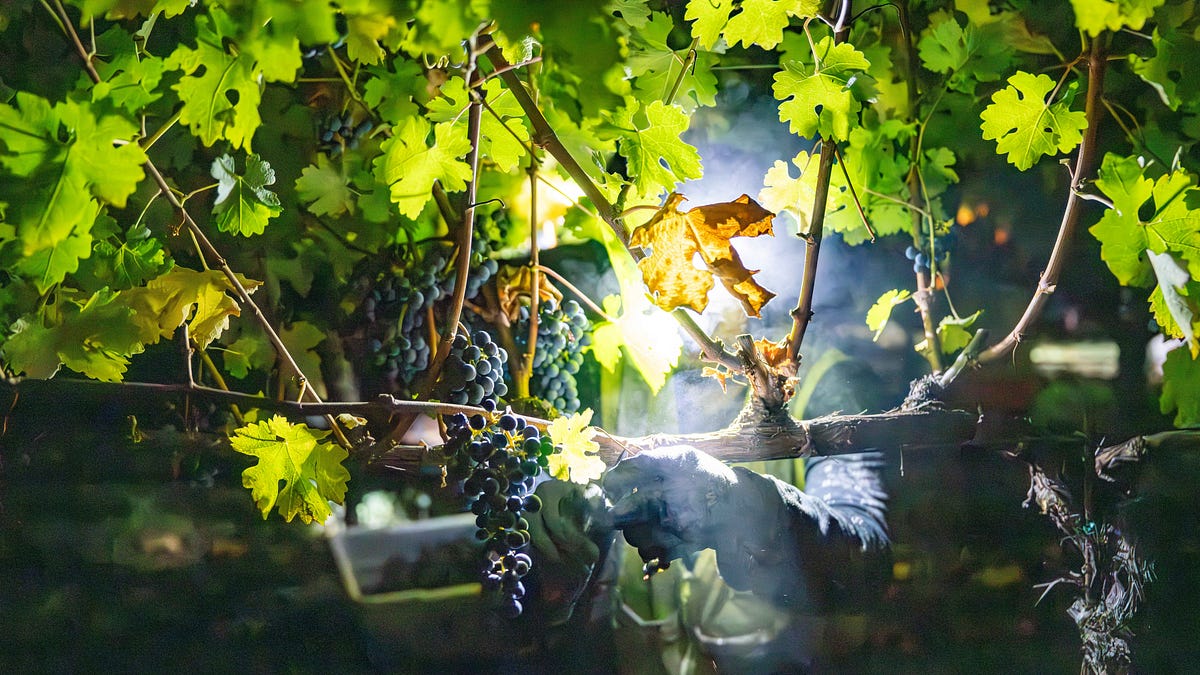 napavalleyfocus.substack.com - Wine Chronicles: The Continental Divide