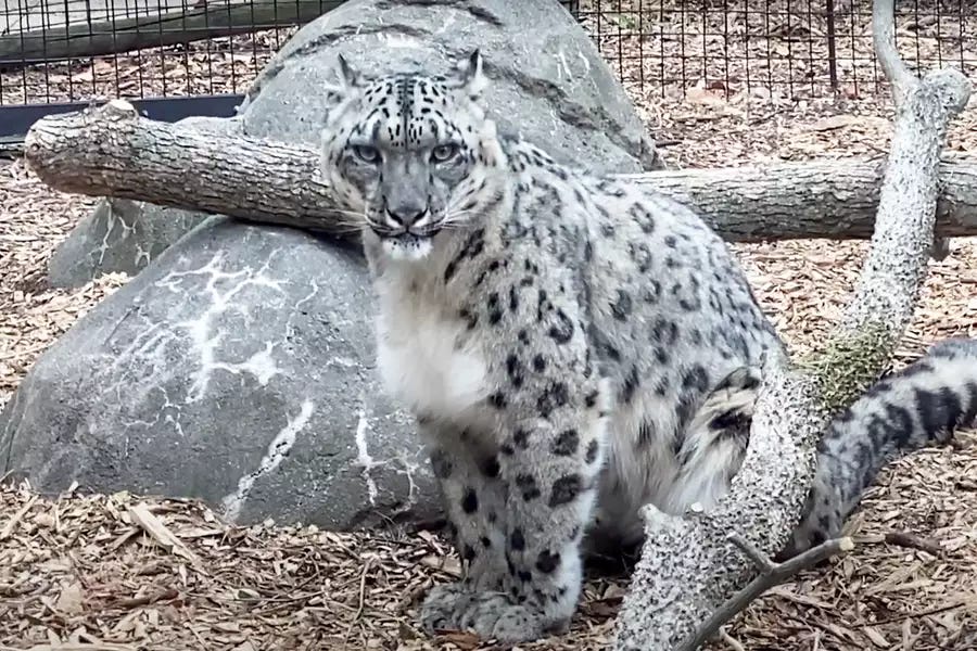 Three Snow Leopards Die From COVID At Nebraska Zoo