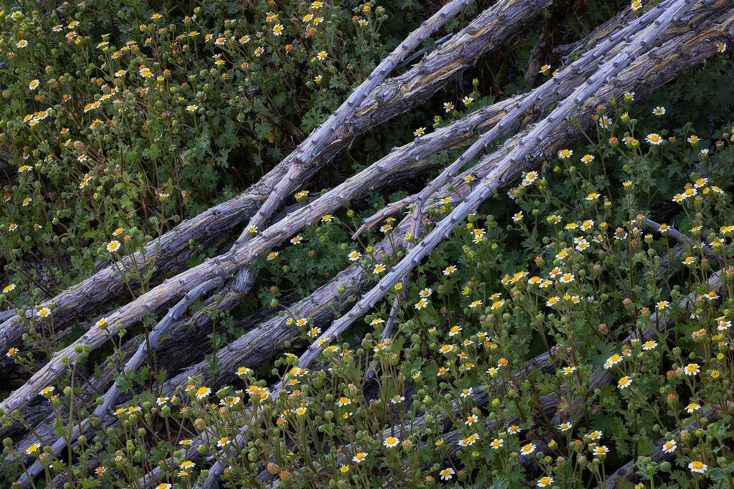 Dead ocotillo branches are surrounded by vibrant spring rock daisies. Anza-Borrego Desert State Park, California.