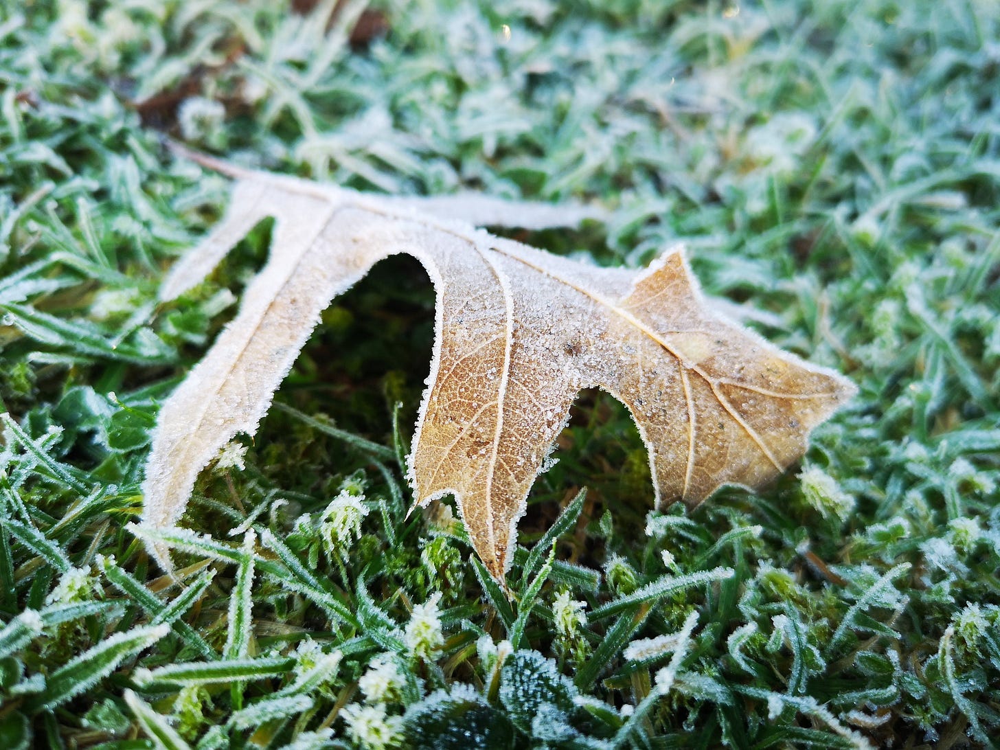A Solitary Oak Tree Leaf in the Frost A Solitary Oak Tree Leaf in the Frost
