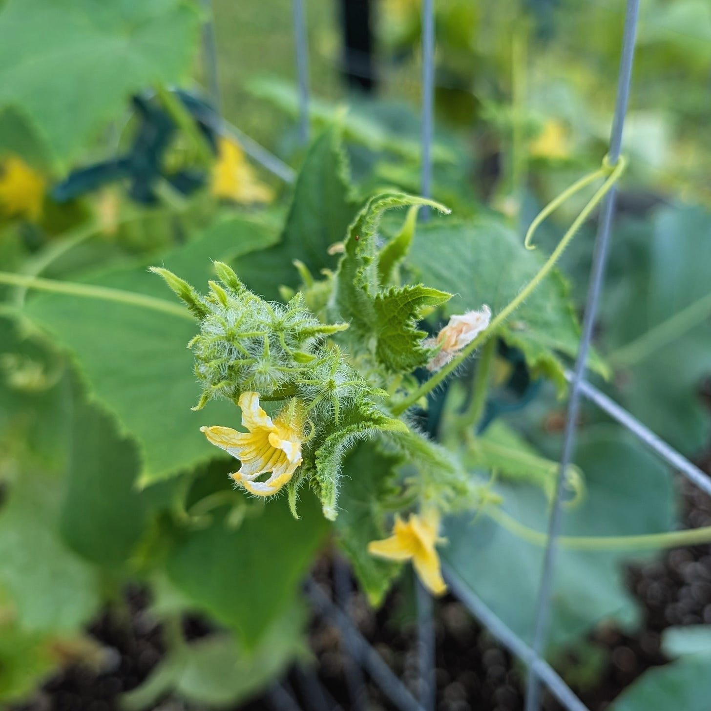 a cucumber plant in bloom, clinging to a fence