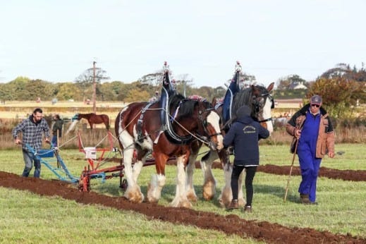 Clydesdale horses Clydesdale horses