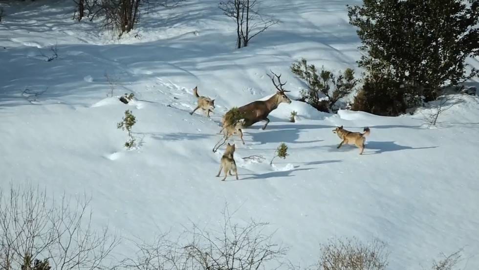 Wolves hunting a deer in snow, representing how predators regulate prey populations like Taumoeba control Astrophage Wolves hunting a deer in snow, representing how predators regulate prey populations like Taumoeba control Astrophage