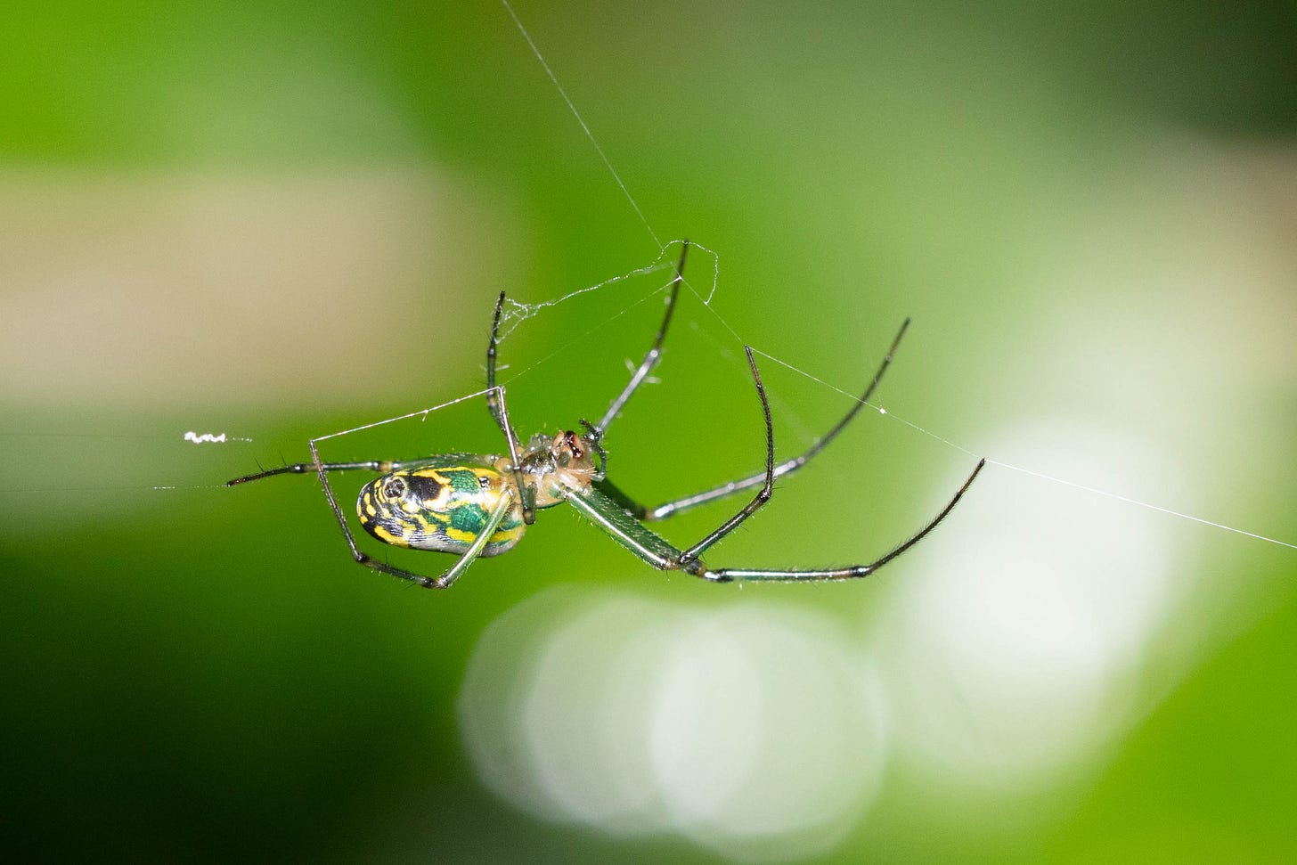 Close-up of a shiny blue-gree and yellow and black small-ish spider with long, slender black legs, hanging in a web, against a background of soft-focus green with a few white soft-focus sparkles