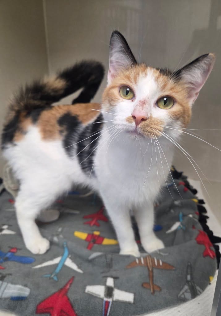 May be an image of cat May be an image of cat