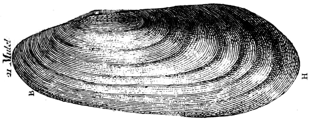Adanson's figure of 'le mutel'