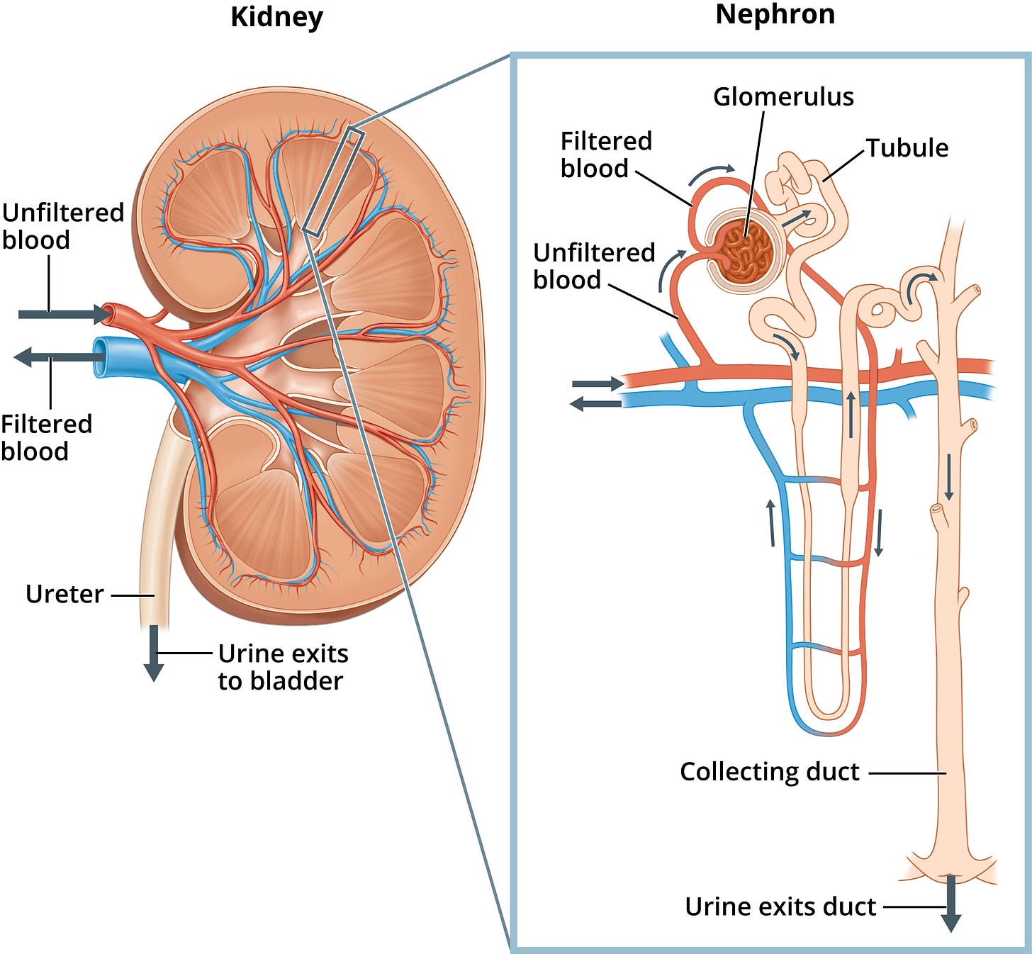 Kidney and nephron - Labeled - Media Asset - NIDDK Kidney and nephron - Labeled - Media Asset - NIDDK