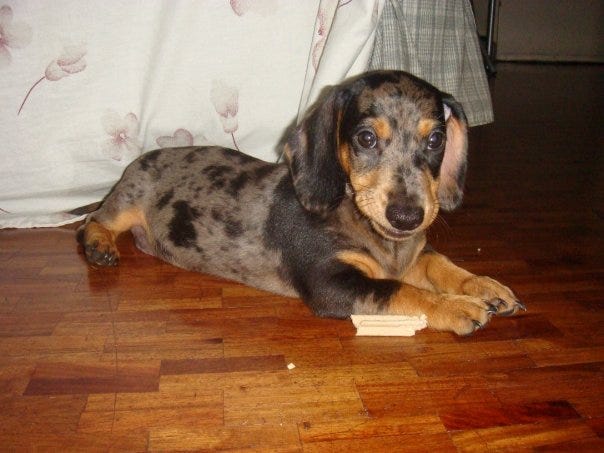 Dachshund Photos