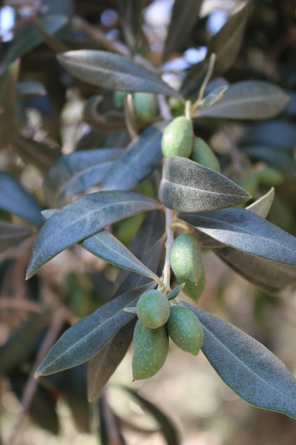 A branch of an Olive tree with unripe, Green fruits A branch of an Olive tree with unripe, Green fruits