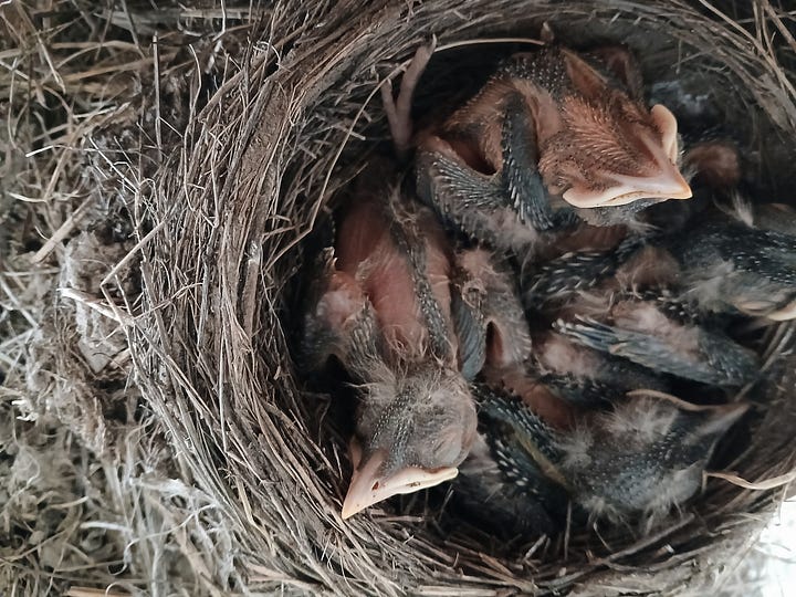 Two photos side by side of bird nests. On the left, four speckled eggs rest in a small nest on the grass, with cow manure nearby. On the right, 4 baby birds with dark brown feathers and pale beaks are snuggled together.