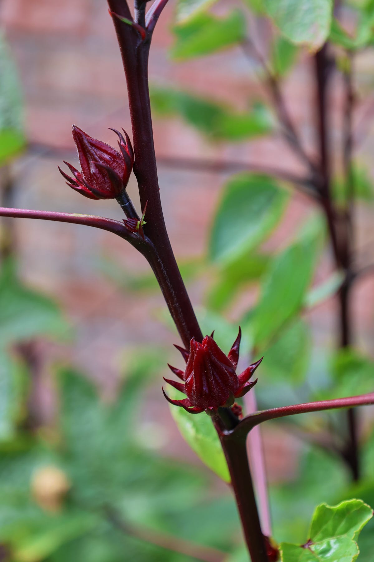 roselle hibiscus plants roselle hibiscus plants