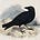 M. Kinghorn's avatar