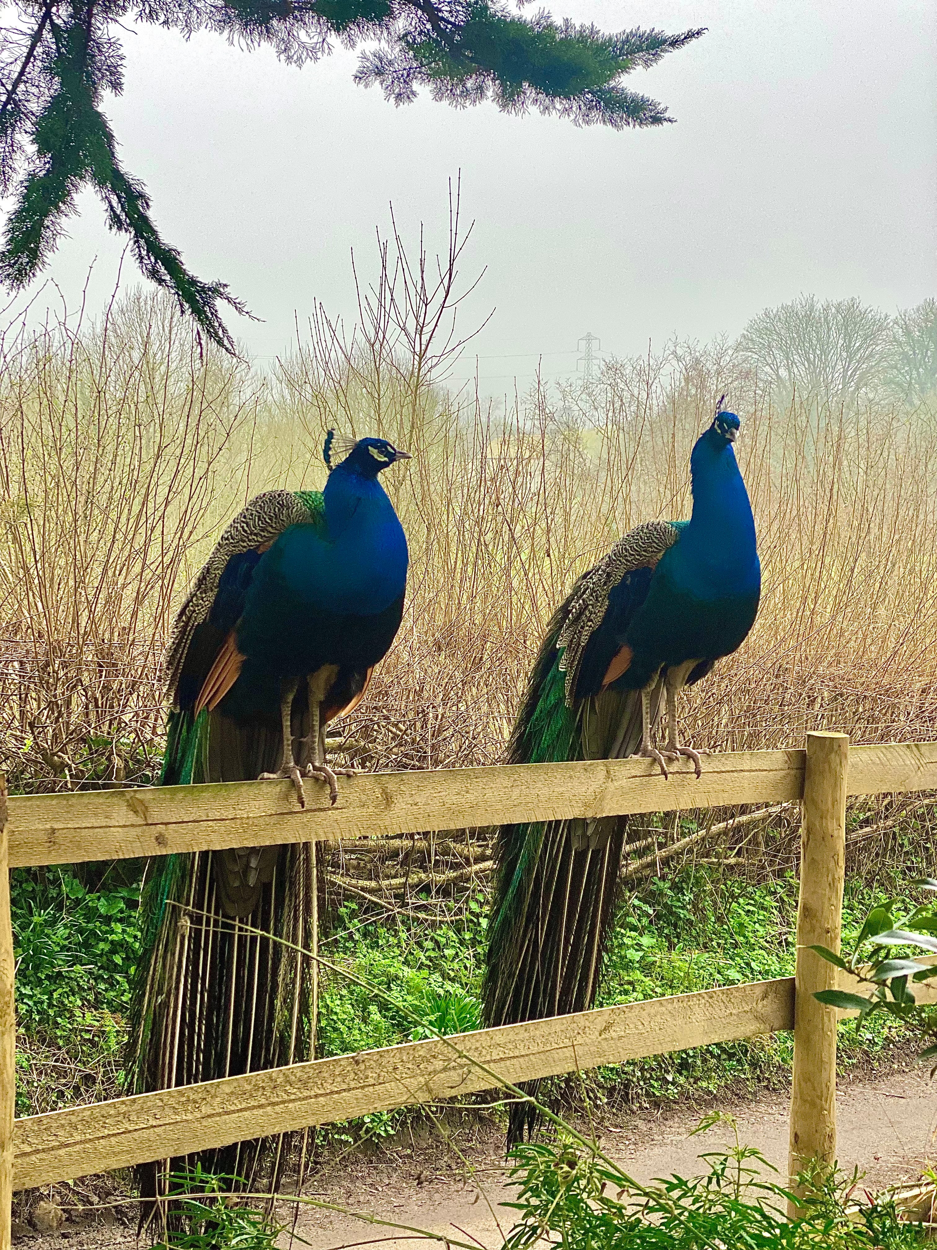 The Peacocks of - the in a Why Bird Sculpture Grounds For Are