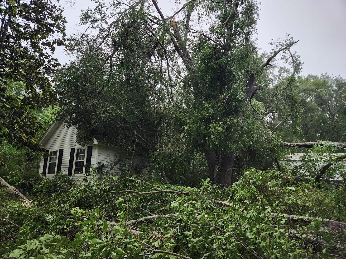 May be an image of tree May be an image of tree