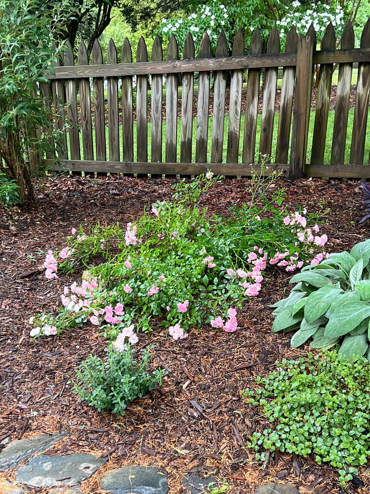 top left: a photo of a sprawling rosebush, top right 3 raised garden beds and a decorative carrot, bottom left: a stone pathway partially covered by a tree, bottom right: a stone pathway and some daffodils and large impatients