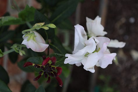 various flowering plants