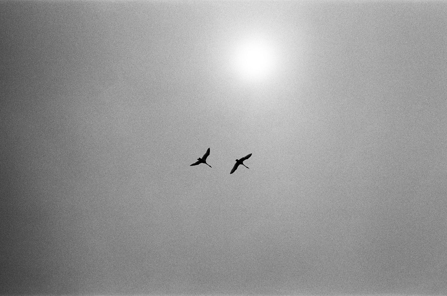 Geese