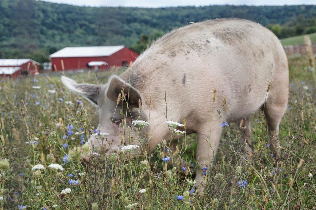 A happy pig grazing at Farm Sanctuary. A happy pig grazing at Farm Sanctuary.
