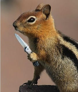 Writing Romance in the Closet: To the squirrel who ate my ...