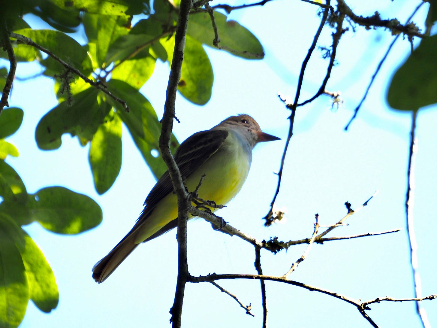 Seen from below, a medium-sized songbird perches on a bare branch. It is surrounded by green leaves and a blue sky in the background. The bird has a lemon-yellow belly, a grayish head and throat, and a pointy, black bill. Its dark, brown wings are folded behind its back.