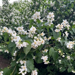 Slightly Bittersweet