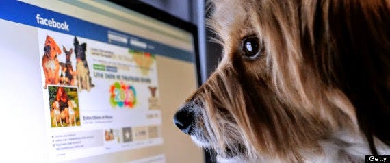 New Social Network for your Pets New Social Network for your Pets
