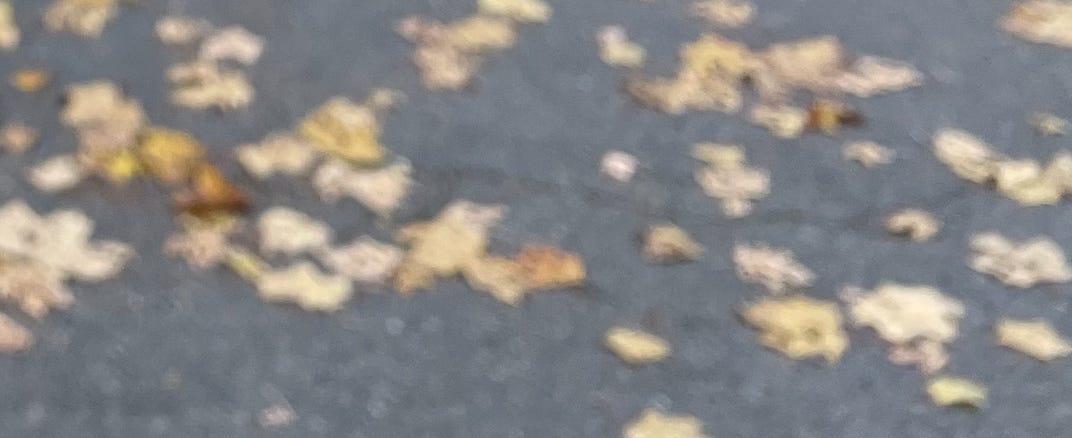 A blurry image of orange leaves on pavement.