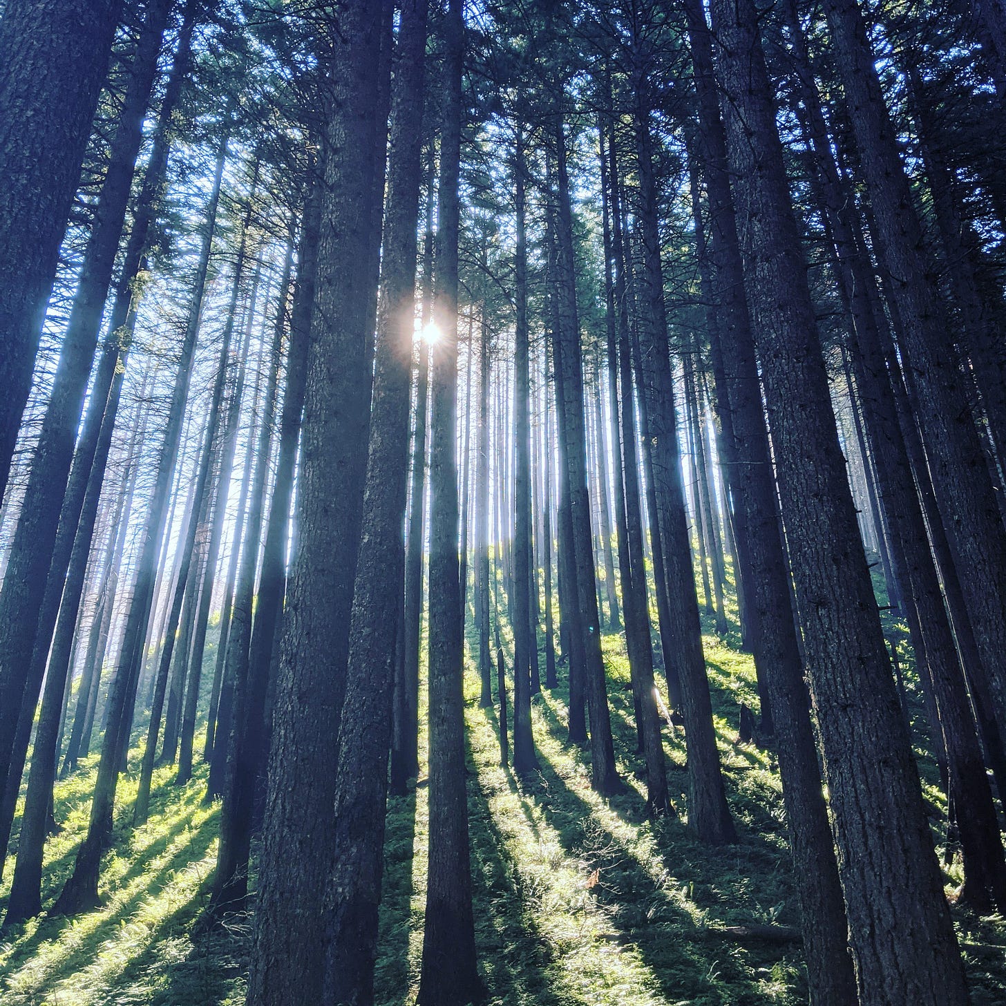 sun rays beam through pine trees
