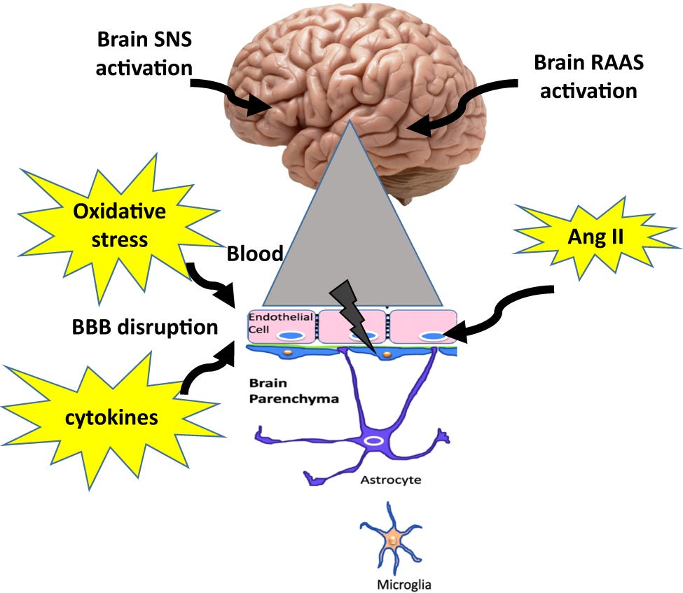 Blood–brain barrier dysfunction: the undervalued frontier of hypertension |  Journal of Human Hypertension