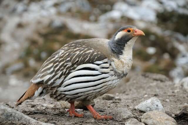Tibetan Snowcock - Encyclopedia of Life