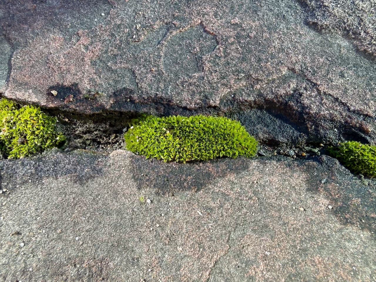 Moss greened by melting snow growing in the gaps between flagstone pavers. Photo: Susan J. Tweit