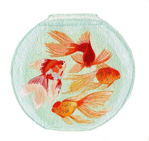 Fish Bowl by Becca Stadtlander