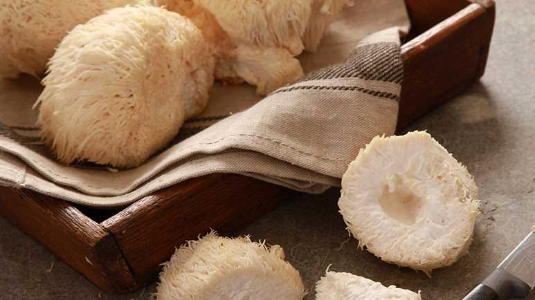 lions mane mushroom