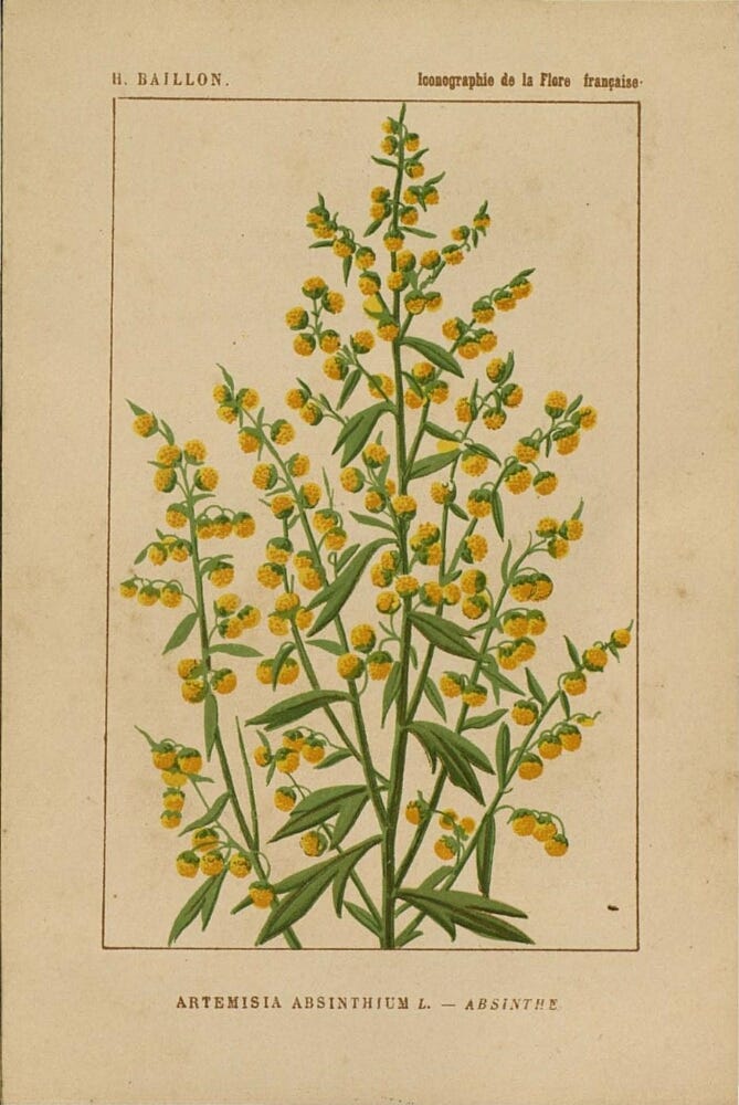 Illustrazione botanica dell'assenzio.