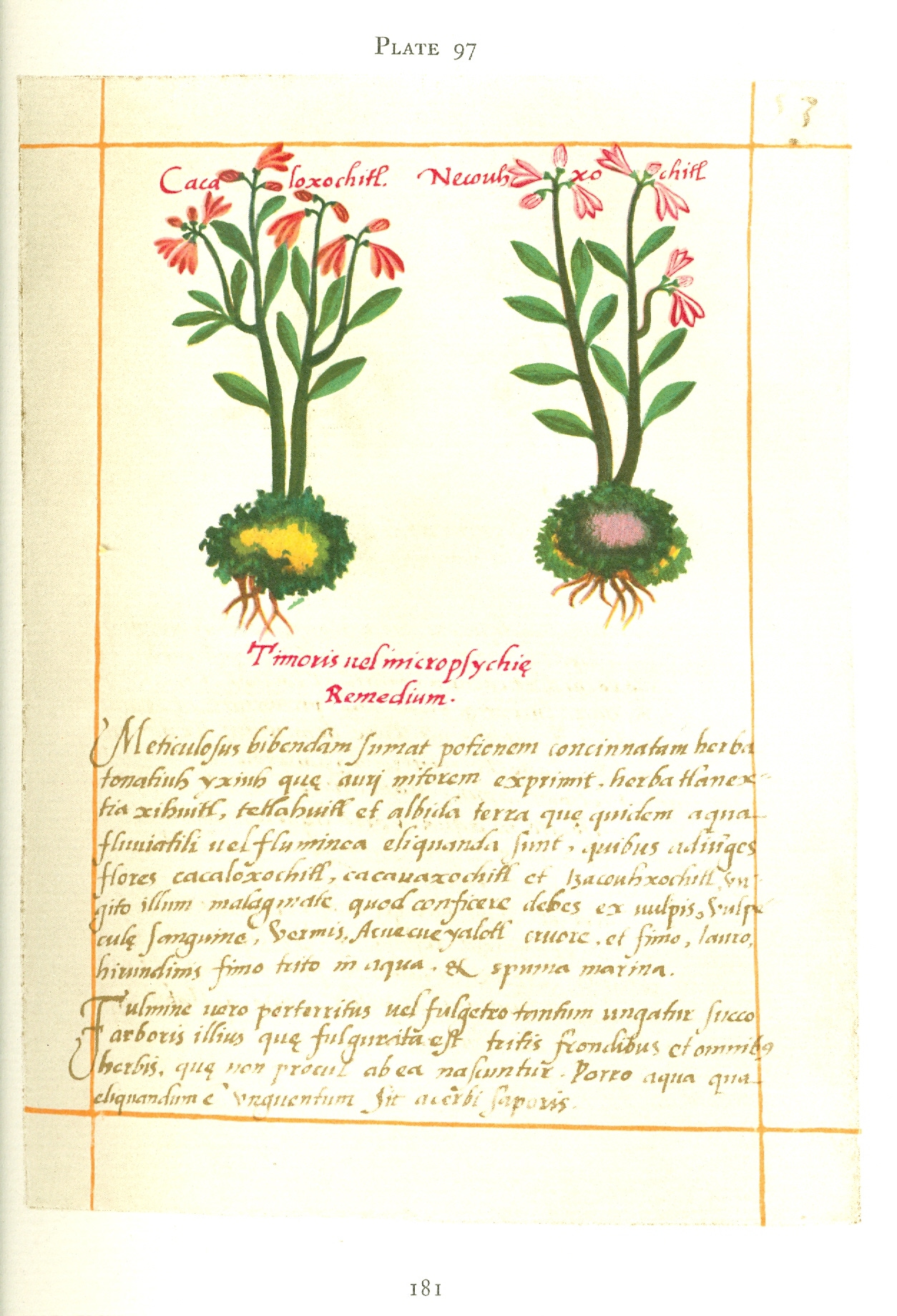 Badianus Manuscript Plate 97