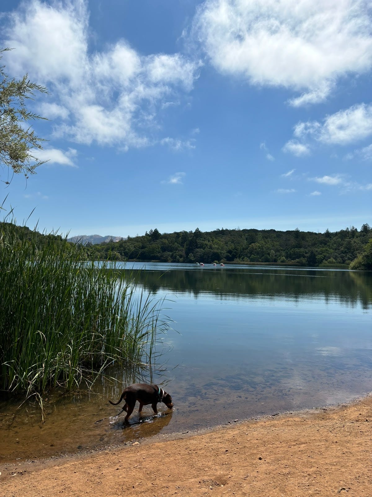 dog near water