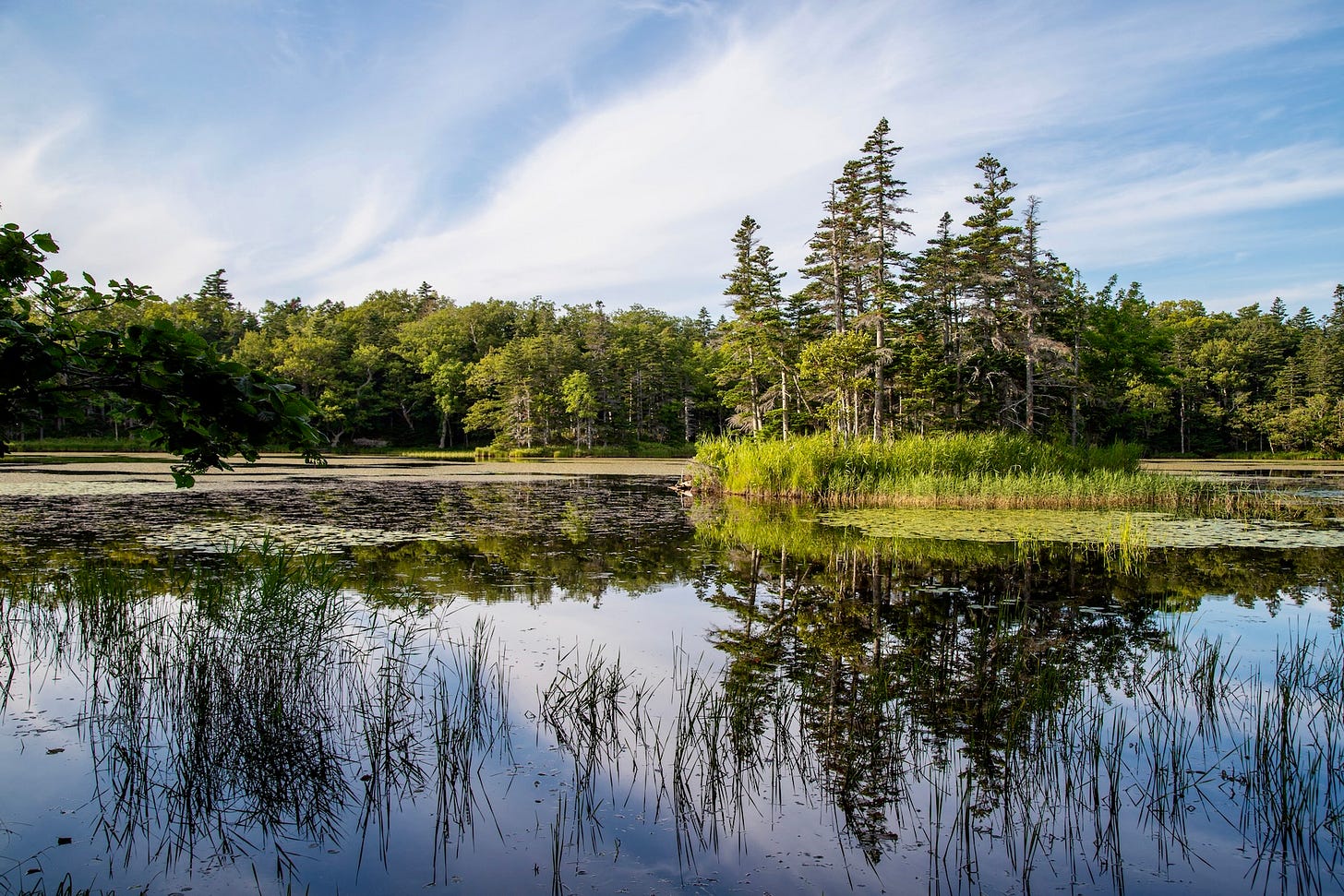 A still lake reflecting a small island of tall firs and wispy clouds, with reeds rising from the water in the foreground.