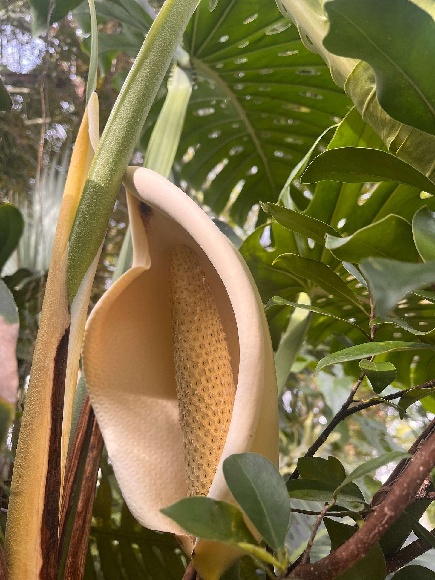 Philodendron flower.