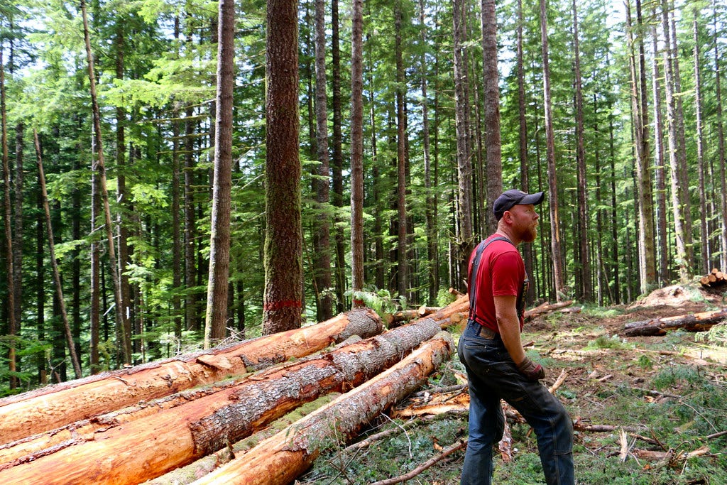 Gordon Creek timber demo (ELT)