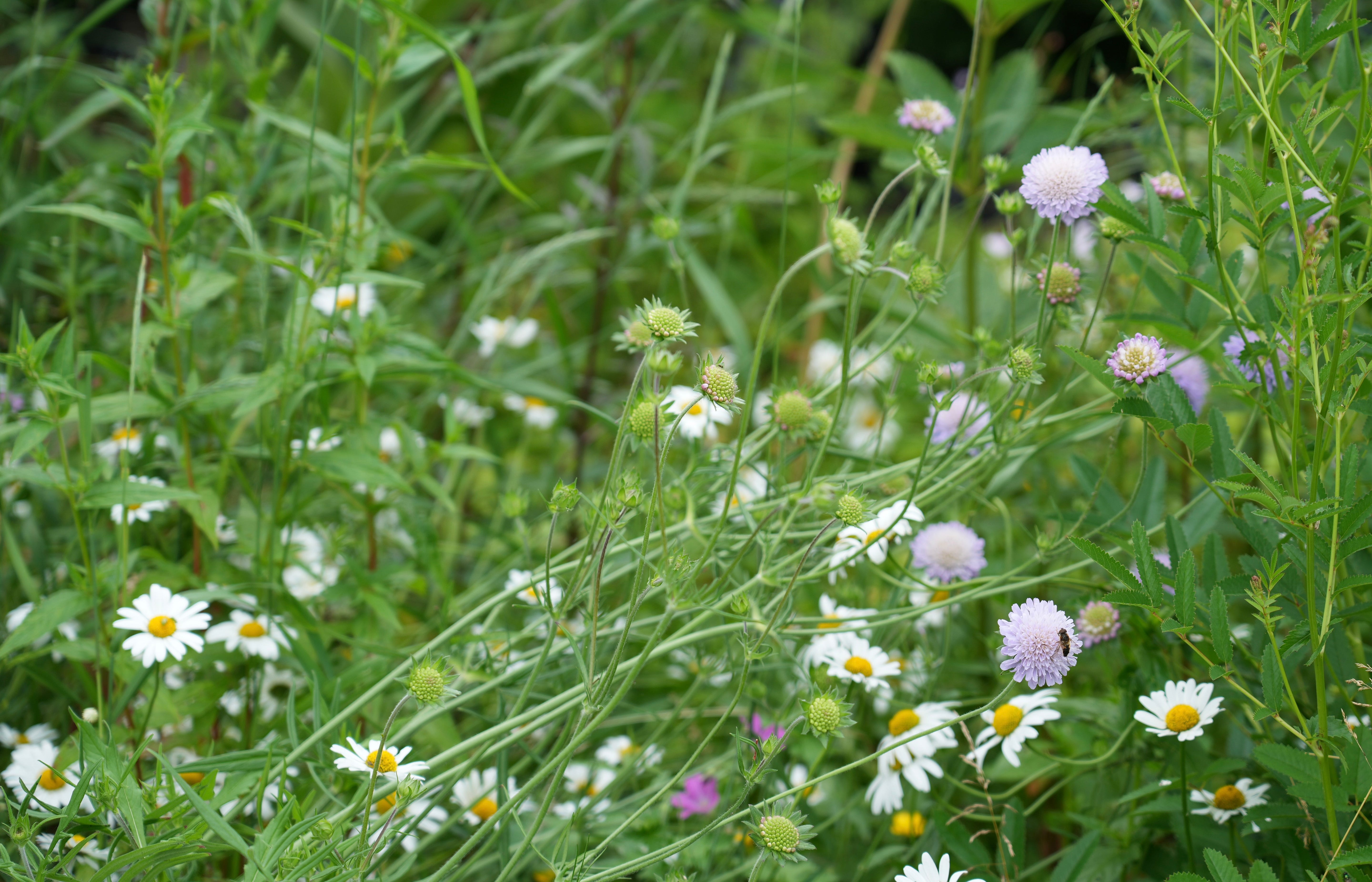 Knautia arvensis | field scabious Knautia arvensis | field scabious