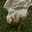 the birch log's avatar